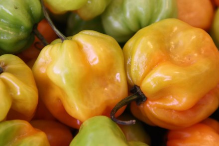 Obst&Gemüse_Nov09 (55)